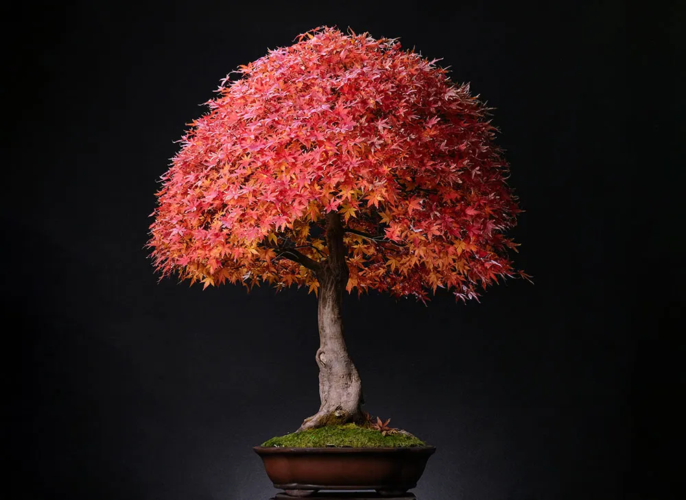 Japanese maple