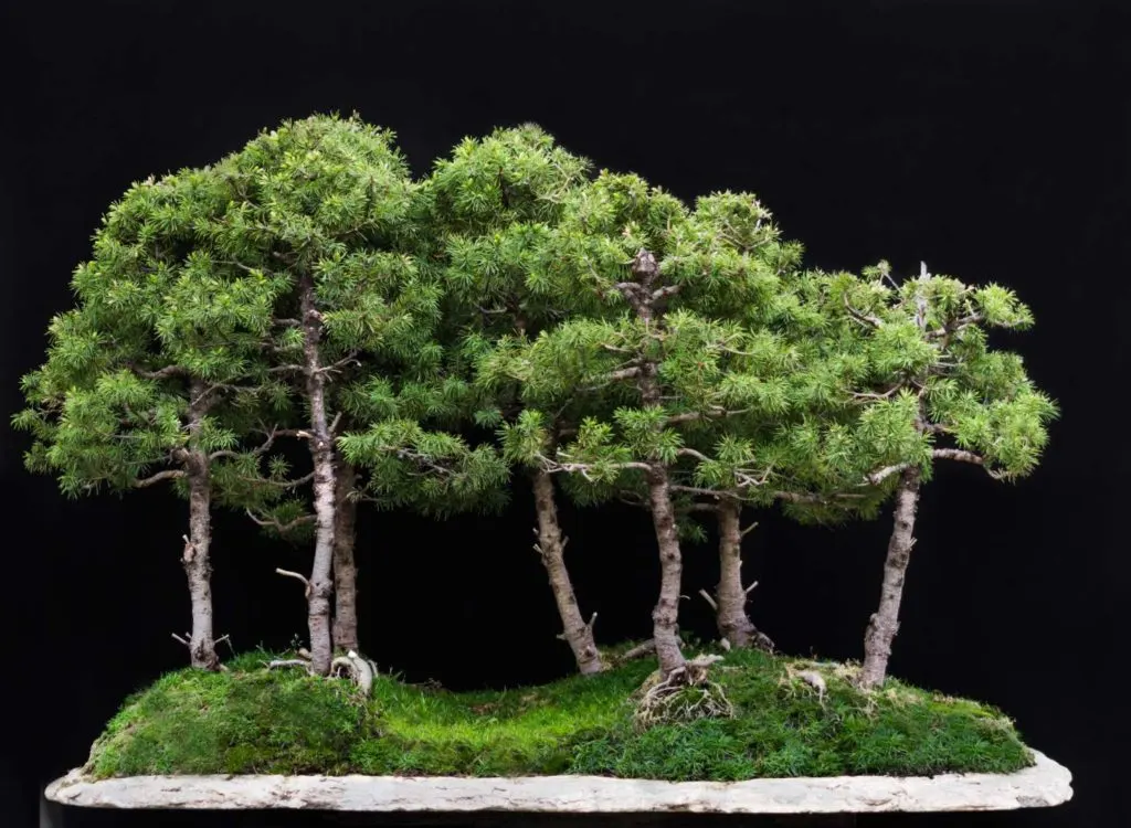 Bonsai forest, Alexandre Meskhi