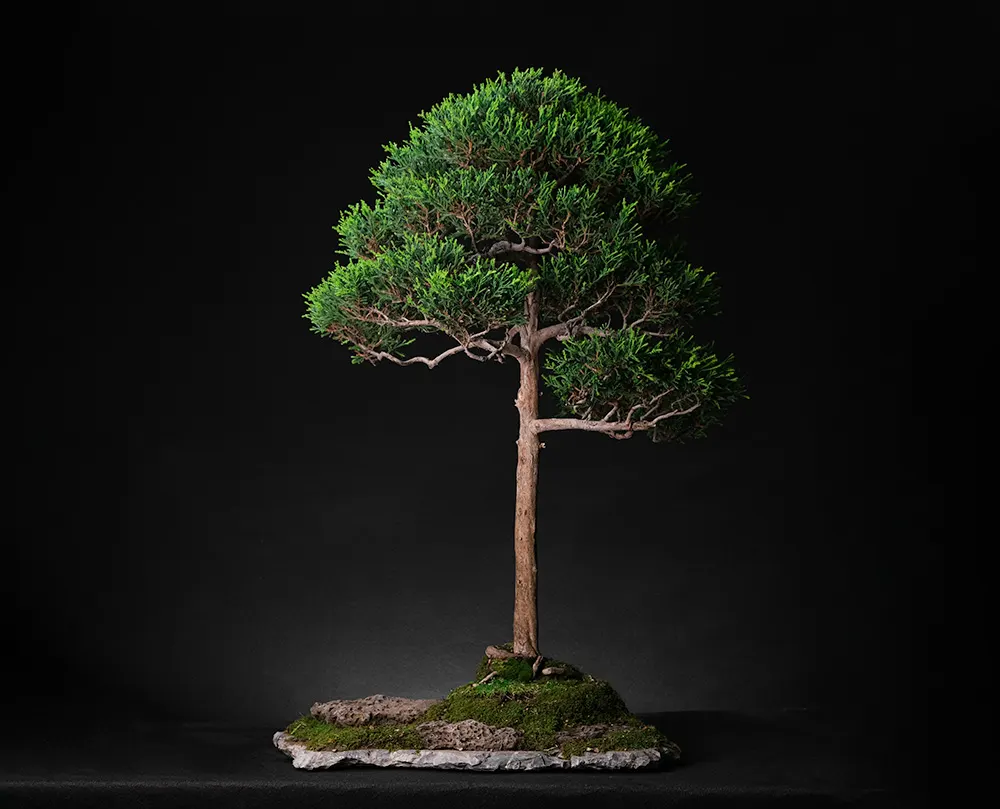 კვიპაროზი — ბონსაი