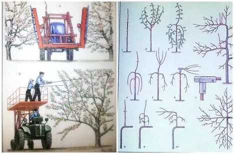 Pictures from the book “Pruning Fruit Trees”, published in 1991