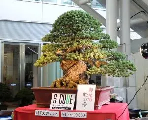 Expensive bonsai