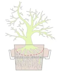 Repotting a bonsai