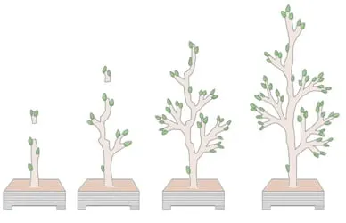 Bonsai styling