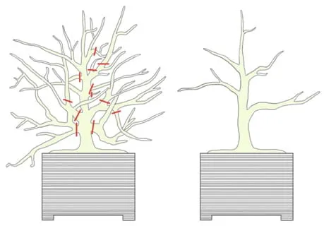 Bonsai styling
