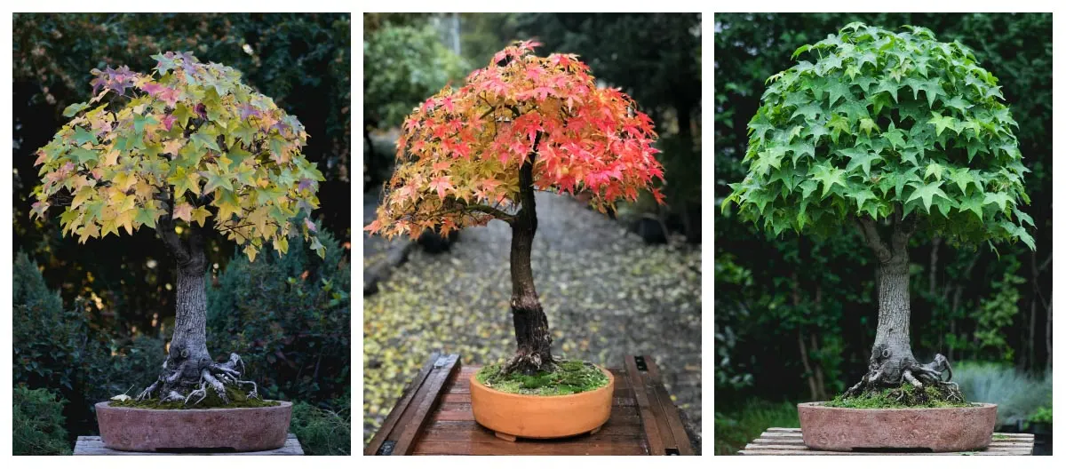Japanese maple and sweetgum