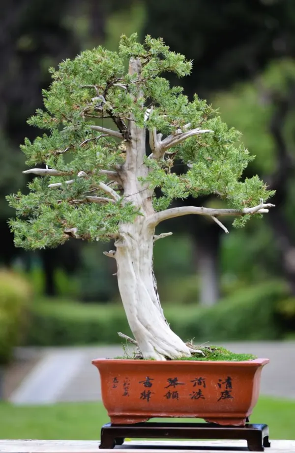 Juniper