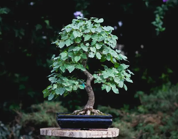 White Mulberry
