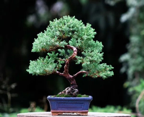 Juniper