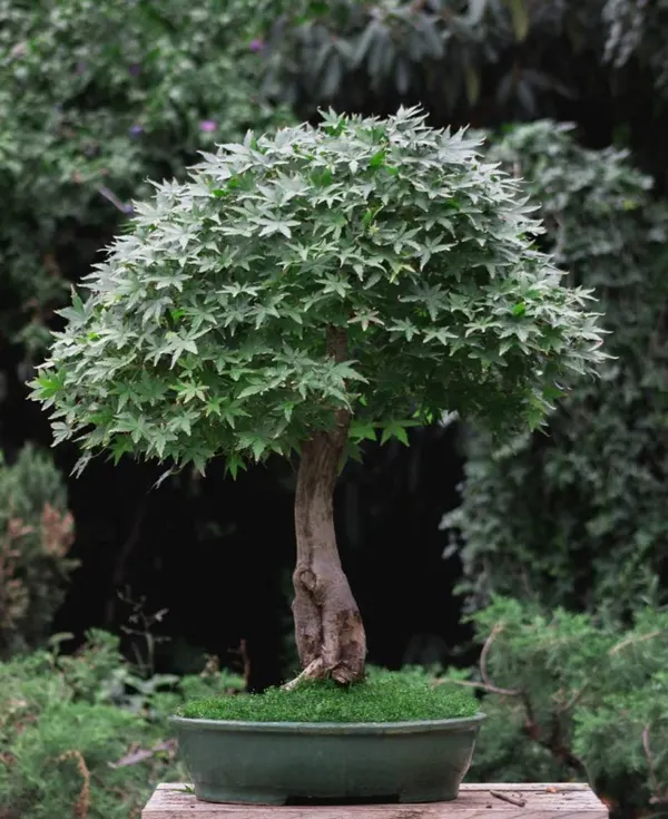 Japanese  Maple