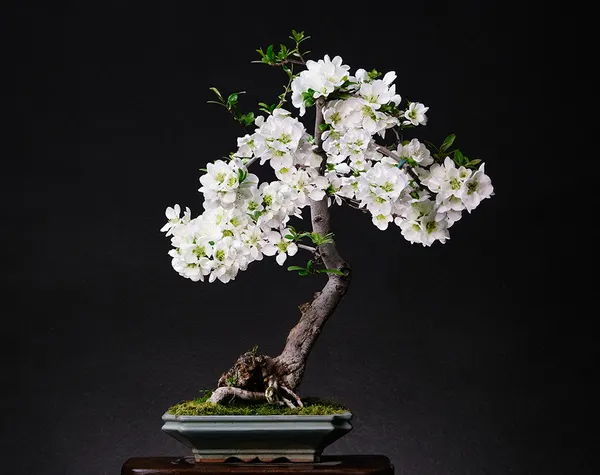 Japanese Quince