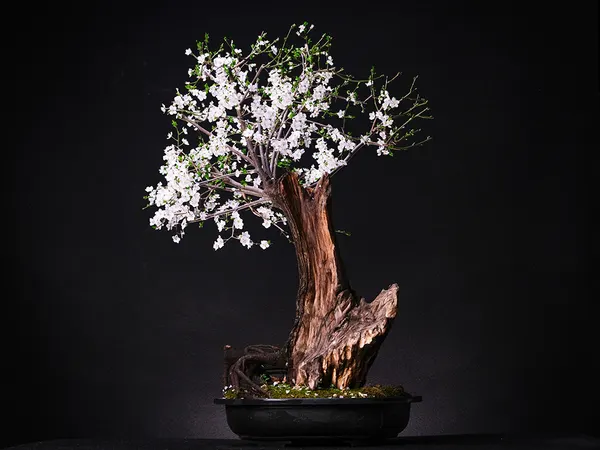 Cherry plum
