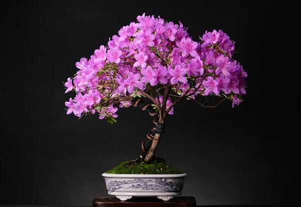 Azalea