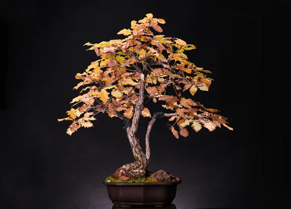 Oak