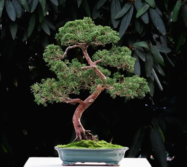 Juniper