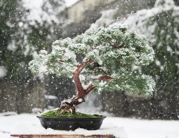 Juniper
