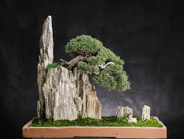 Juniper