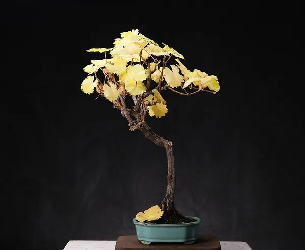 Grapevines Bonsai