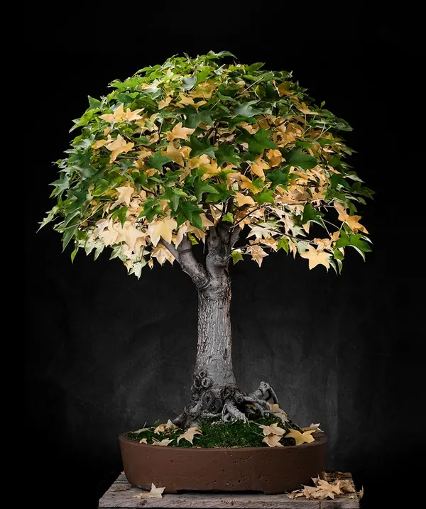 Liquidambar