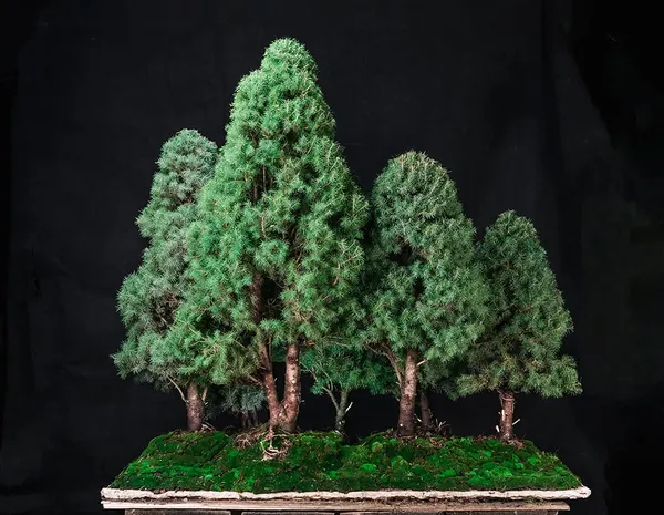 Canadian Spruce