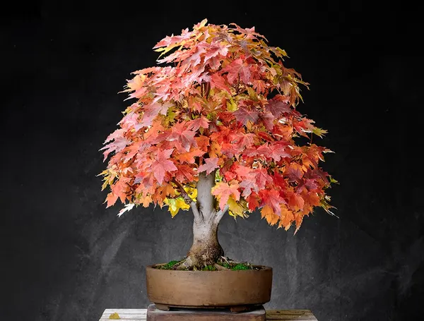 Maple
