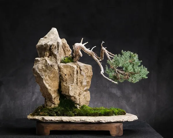 Juniper