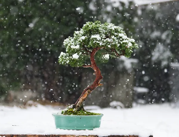Juniper