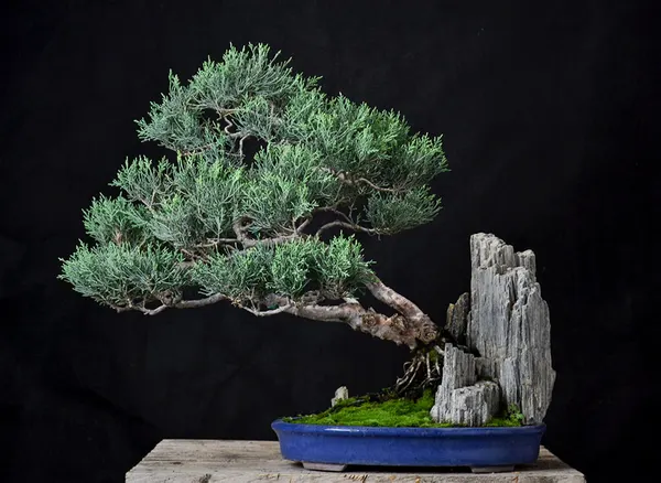 Juniper