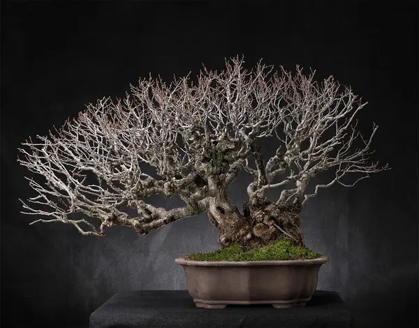 Hornbeam