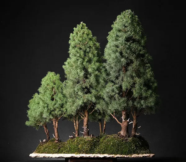 Spruce Forest