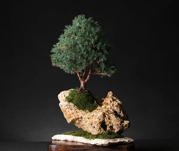 Juniper