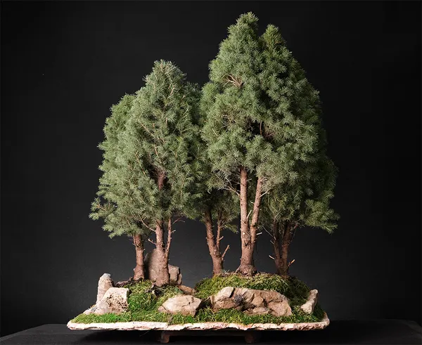 Forest. Yose-ue