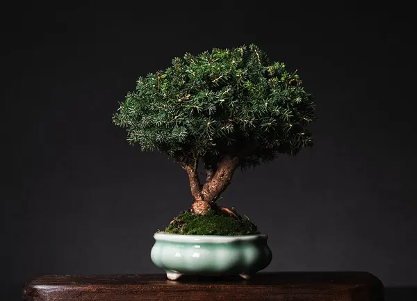 Spruce