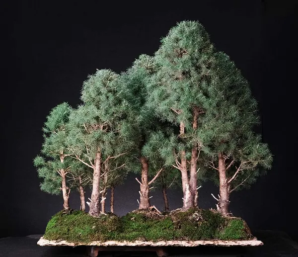 Spruce Forest