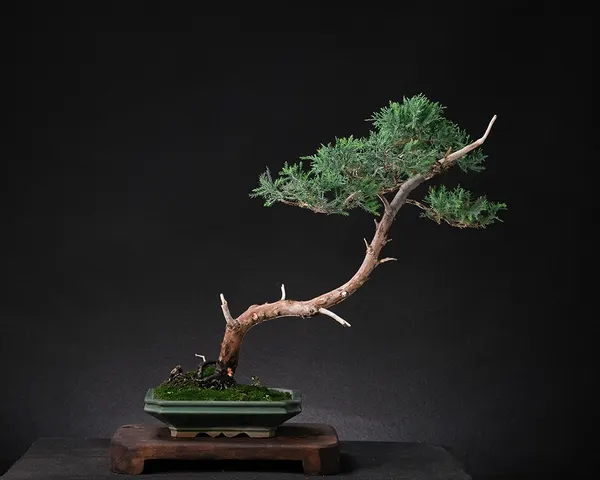 Juniper