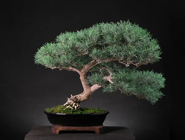 Juniper