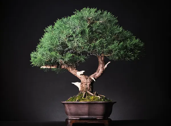 Juniper