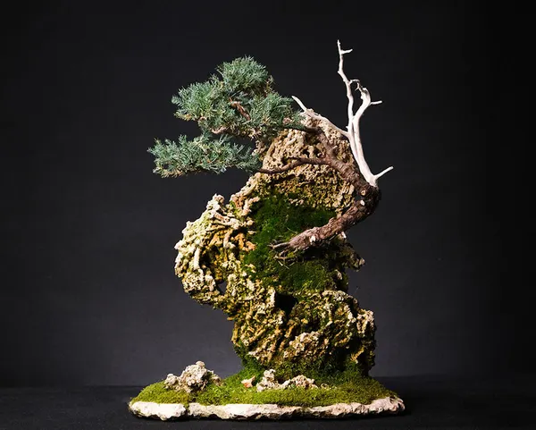 Juniper