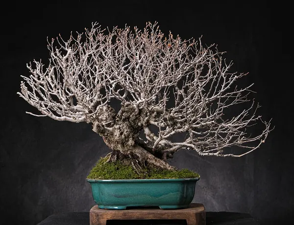 Hornbeam