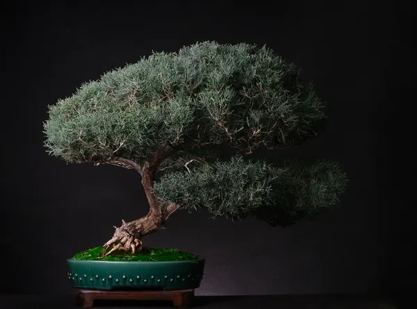 Juniper