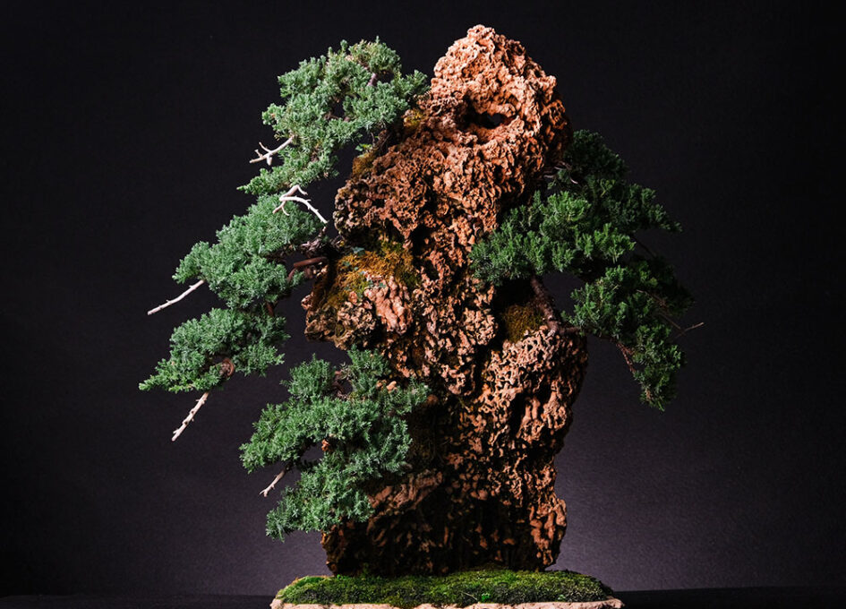 ასაკი ≈ 15 წელი. სიმაღლე: 50 სმ