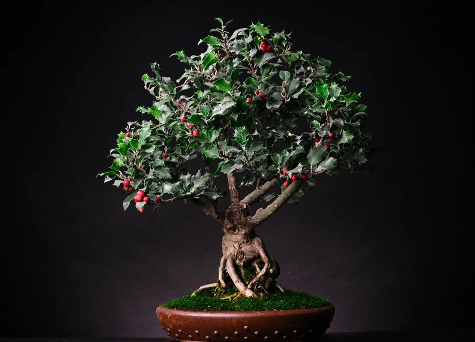 ასაკი ≈ 20 წელი. სიმაღლე: 40 სმ