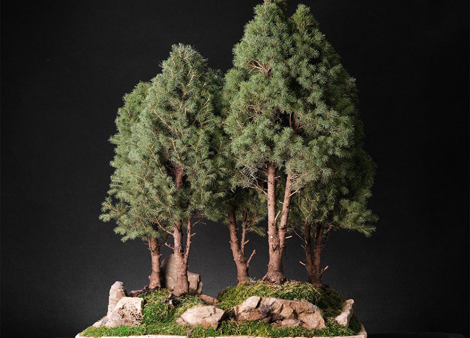 ტყე. იოსე უე