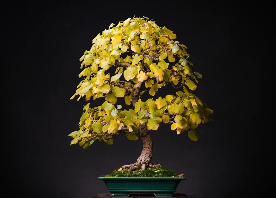 თეთრი თუთა