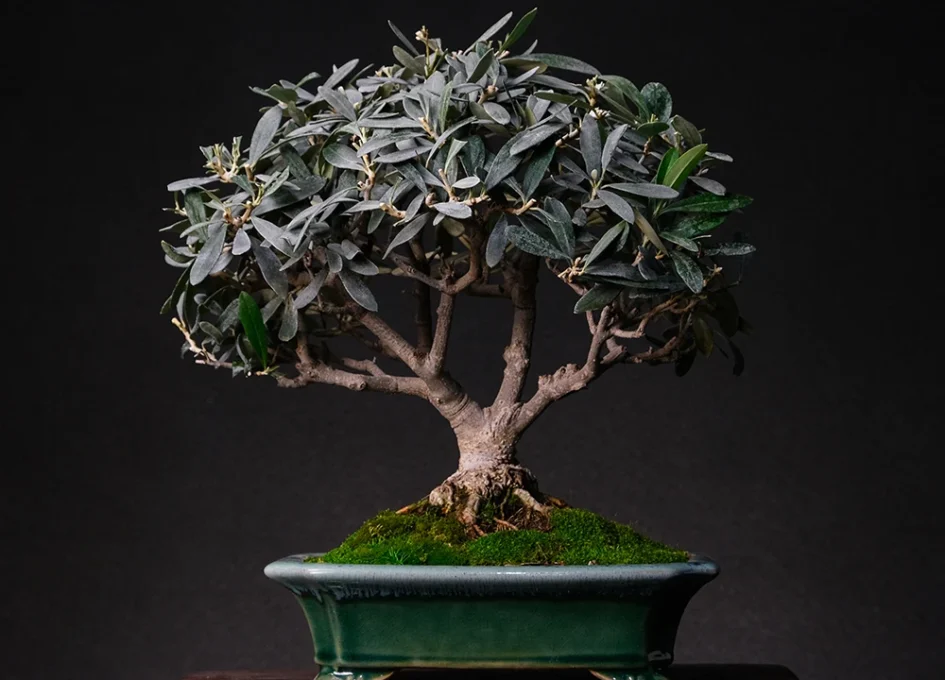 ასაკი ≈ 15 წელი. სიმაღლე: 25 სმ