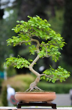 თეთრი თუთა სიმაღლე: 55 სმ