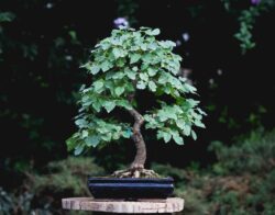 თეთრი თუთა სიმაღლე: 50 სმ