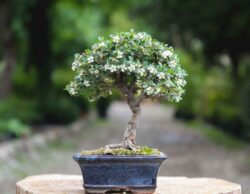 ჩიტავაშლა სიმაღლე: 30 სმ