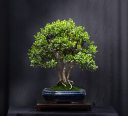 ბზა სიმაღლე: 40 სმ