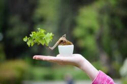 თეთრი თუთა სიმაღლე: 10 სმ