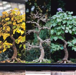 თეთრი თუთა სამივე "მდგომარეობაში" სიმაღლე: 50 სმ